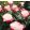Rosa Nostalgia -  Hibrid Tearózsa