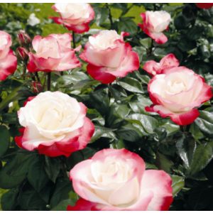 Rosa Nostalgia -  Hibrid Tearózsa