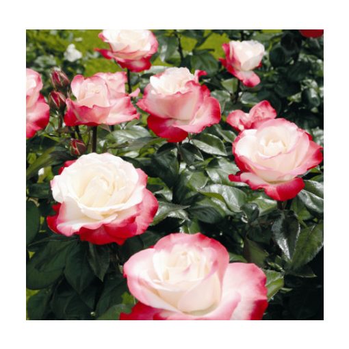 Rosa Nostalgia -  Hibrid Tearózsa