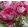 Rosa Maxime - Nosztalgia Teahibrid Rózsa