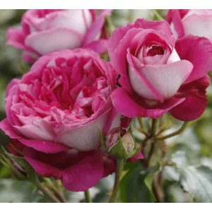 Rosa Maxime - Nosztalgia Teahibrid Rózsa