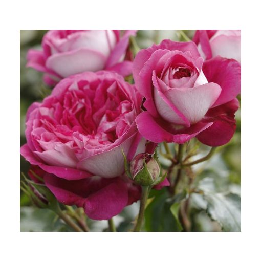 Rosa Maxime - Nosztalgia Teahibrid Rózsa