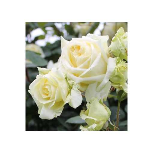 Rosa Elfe - Nosztalgia Futórózsa