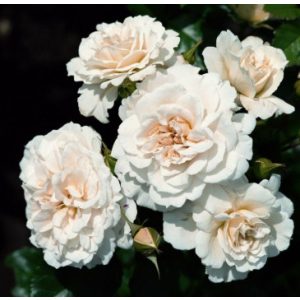 Rosa Petticoat - Floribunda Bokorrózsa