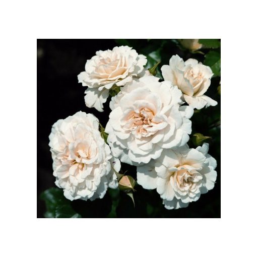 Rosa Petticoat - Floribunda Bokorrózsa