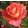 Rosa Sommersonne - Virágágyi Floribunda Rózsa
