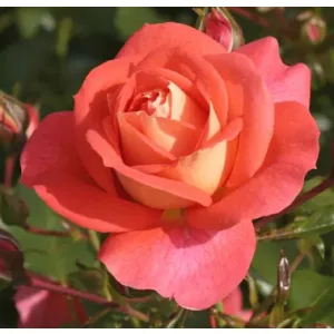 Rosa Sommersonne - Virágágyi Floribunda Rózsa