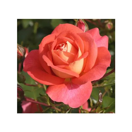 Rosa Sommersonne - Virágágyi Floribunda Rózsa