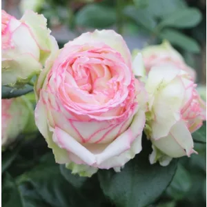Rosa Biedermeier - Miniatűr Rózsa
