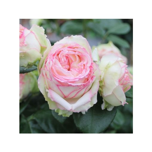 Rosa Biedermeier - Miniatűr Rózsa