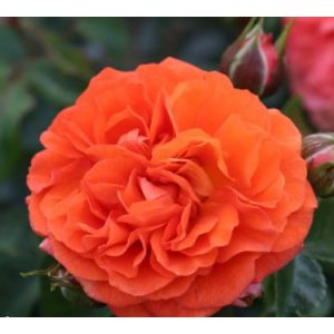 Rosa Orangerie - Virágágyi Floribunda Rózsa