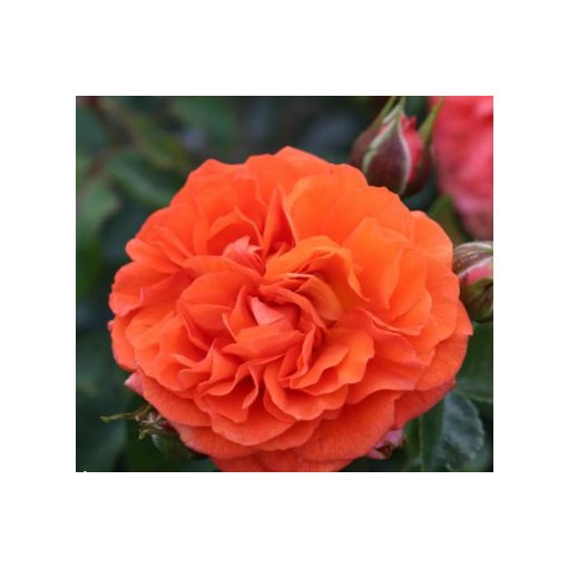 Rosa Orangerie - Virágágyi Floribunda Rózsa