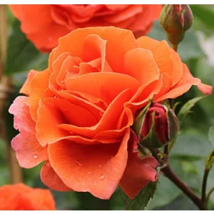 Rosa Naranga - Futórózsa