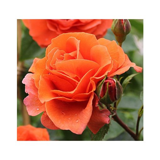 Rosa Naranga - Futórózsa