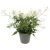 Sokvirágú jázmin - Jasminum polyanthum