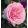 Rosa Mariatheresa - Floribunda Rózsa