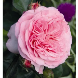 Rosa Mariatheresa - Floribunda Rózsa