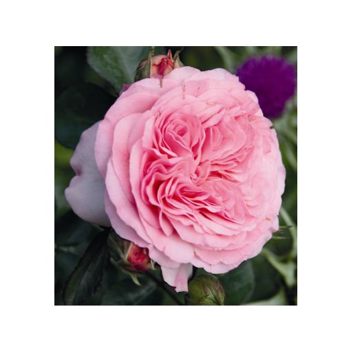 Rosa Mariatheresa - Floribunda Rózsa