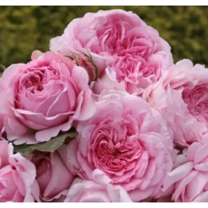 Rosa Alexandra Princess de Luxembourg - Rózsa