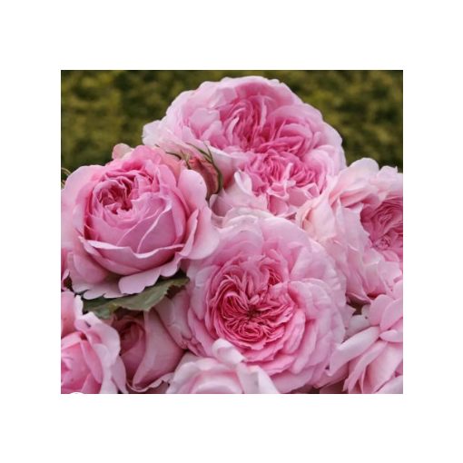 Rosa Alexandra Princess de Luxembourg - Rózsa