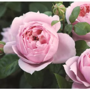 Rosa Schöne Maid - Teahibrid Rózsa