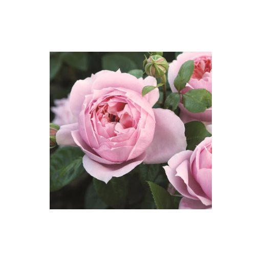 Rosa Schöne Maid - Teahibrid Rózsa