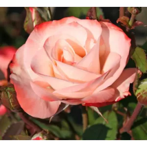 Rosa Auf die Freundschaft - Ágyás Rózsa