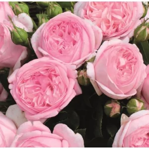 Rosa Voyage - Hibrid Tearózsa