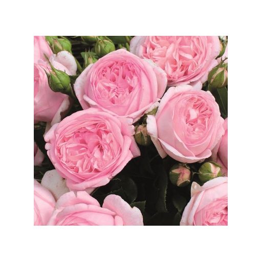 Rosa Voyage - Hibrid Tearózsa