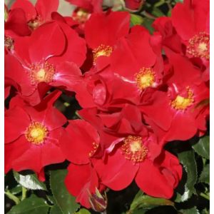 Rosa Alexander von Humboldt - Talajtakaró Rózsa
