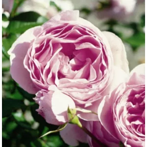 Rosa Gartenträume - Rózsa