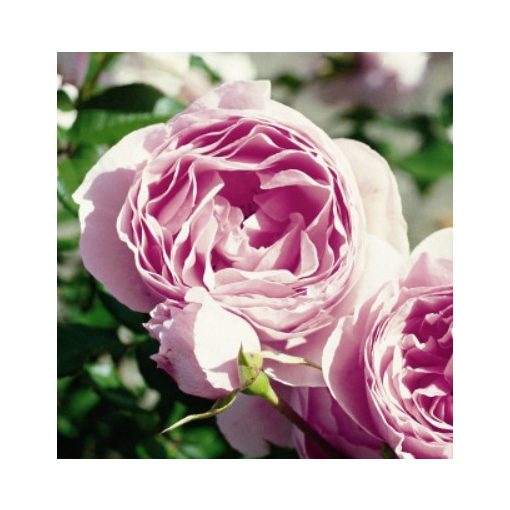 Rosa Gartenträume - Rózsa