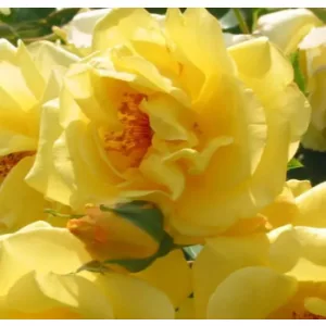 Rosa Golden Gate - Futórózsa