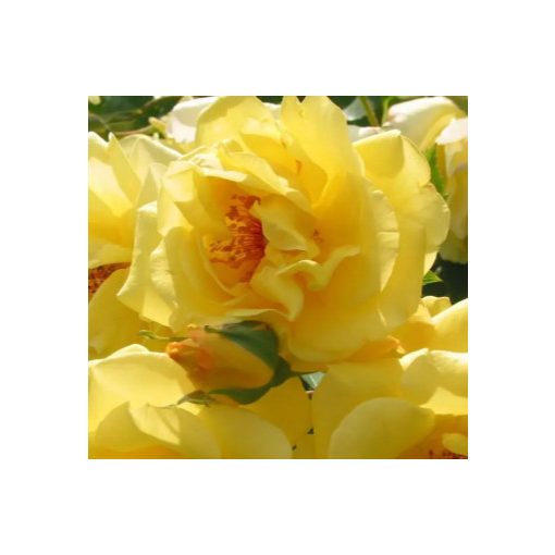 Rosa Golden Gate - Futórózsa