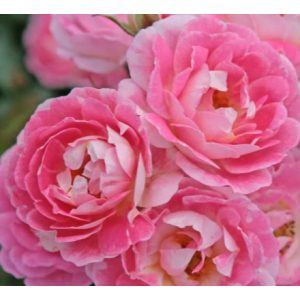 Rosa Flirt 2011 - Rózsa