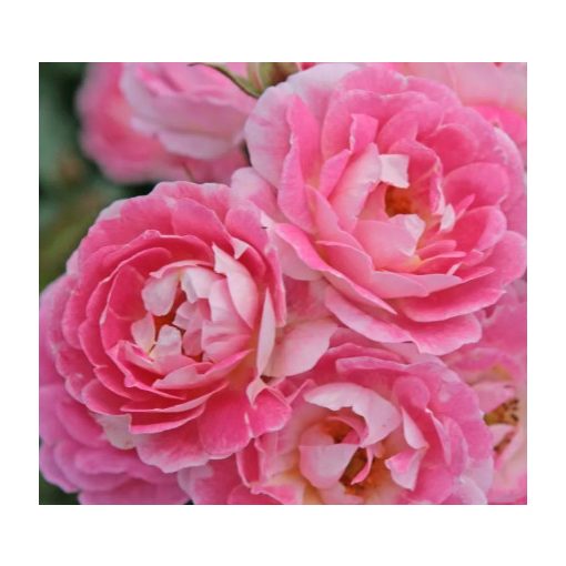 Rosa Flirt 2011 - Rózsa