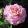 Rosa Ashley - Hibrid Tearózsa