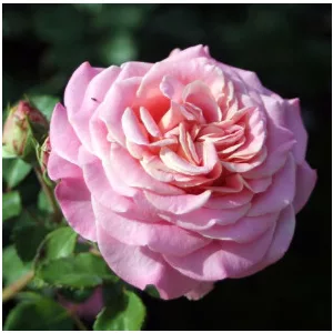 Rosa Ashley - Hibrid Tearózsa