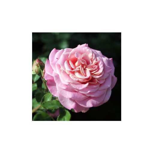 Rosa Ashley - Hibrid Tearózsa
