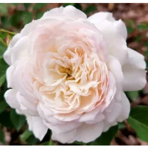 Rosa Stephanie Baronin zu Guttenberg