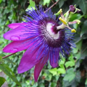 Passiflora Beervelde - Golgotavirág