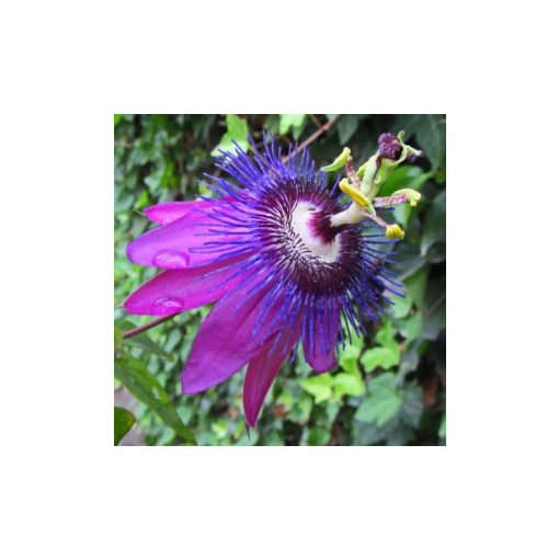 Passiflora Beervelde - Golgotavirág