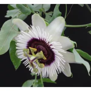 Passiflora Beauty of Hannover - Golgotavirág