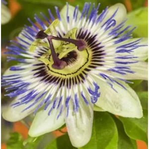 Passiflora Beauty of Hannover - Golgotavirág