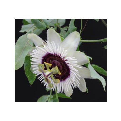 Passiflora Beauty of Hannover - Golgotavirág