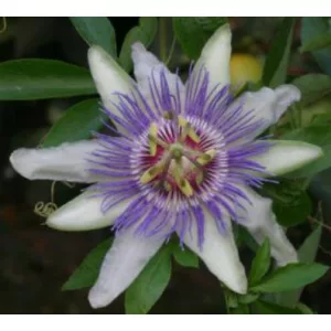 Passiflora Colvillii - Golgotavirág