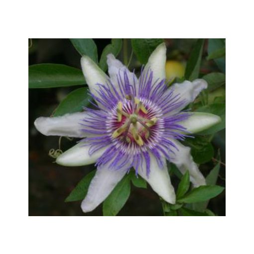 Passiflora Colvillii - Golgotavirág