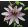 Passiflora Klara - Golgotavirág