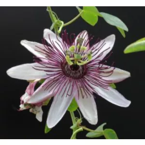 Passiflora Klara - Golgotavirág