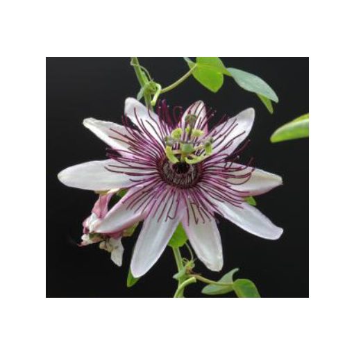Passiflora Klara - Golgotavirág